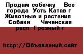 Продам собачку  - Все города, Усть-Катав г. Животные и растения » Собаки   . Чеченская респ.,Грозный г.